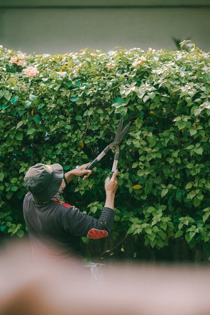 A gardener wearing a dark jacket and a wide-brimmed hat is trimming a tall, dense hedge with pruning shears in a well-maintained garden. The hedge consists of lush green leaves with light pink flowers