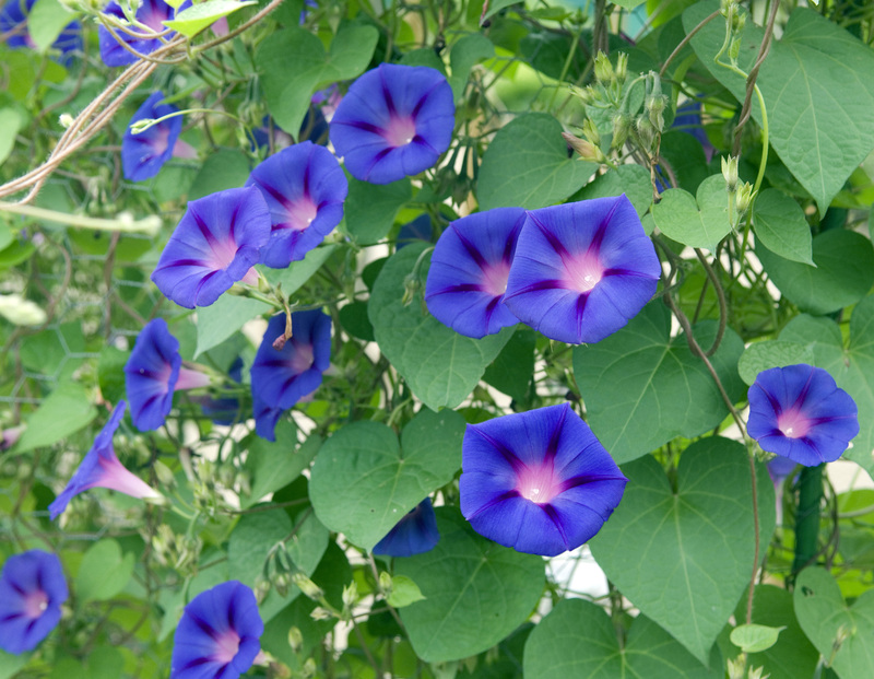 Curate Outdoor Comfort: Tall-Potted Plant Solutions for a More Private Oasis