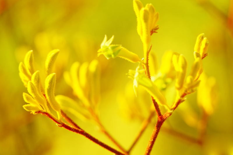 Curate Outdoor Comfort: Tall-Potted Plant Solutions for a More Private Oasis